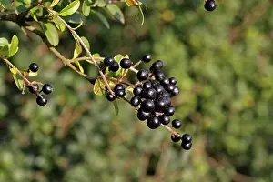 Privet: Wild / Common / European Privet - fruit