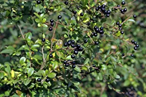 Privet: Wild/ Common / European Privet - fruit