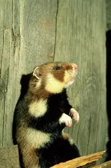 Checks: Wild Common Hamster - Checks for danger, feeding