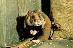 Granary: Wild Common Hamster - Feeding in a granary