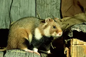 Granary: Wild Common Hamster - Feeds in a granary
