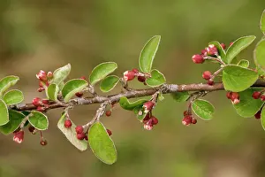 Cotoneaster: A wild cotoneaster