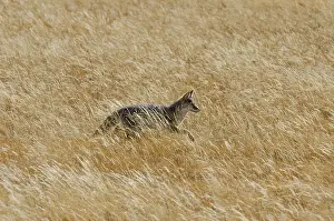 Coyotes: Wild Coyote (Canis latrans) walking through golden