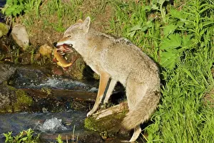 Trouts: Wild Coyote - catching cutthroat trout in small