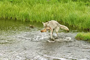 Trouts: Wild Coyote - catching cutthroat trout in small