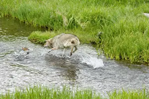 Trouts: Wild Coyote - chasing (trying to catch) spawning
