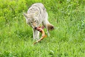 Trouts: Wild Coyote - with cutthroat trout it has just