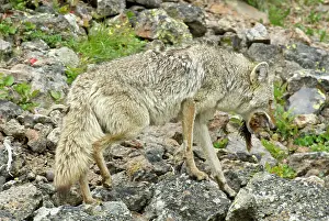 Coyotes: Wild Coyote - with yellow-bellied marmot as prey