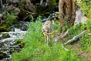 Trouts: Wild Coyotes - with cutthroat trout it has caught