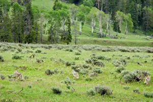 Coyotes: Wild Coyotes - hunt in sage covered valley, June