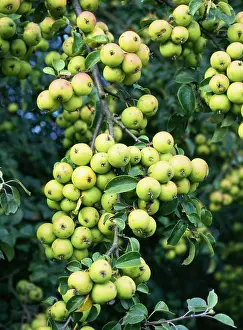 Clusters: Wild Crab Apples - in hedge