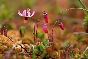 Peat: Wild Cranberry