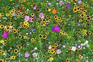 100820: Wild and Cultivated Flowers, planted out as seed