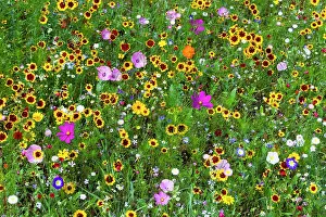 100820: Wild and Cultivated Flowers, planted out as seed