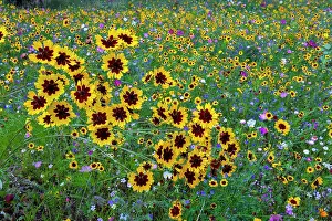 100820: Wild and Cultivated Flowers, planted out as seed