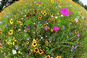 Fisheye: Wild and Cultivated Flowers, planted out as seed