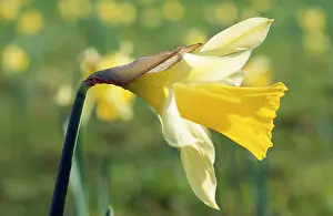Pseudonarcissus: Wild Daffodil - flower close up
