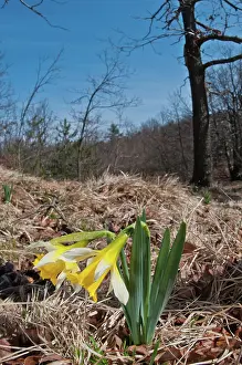 Pseudonarcissus: Wild Daffodil in natural environment