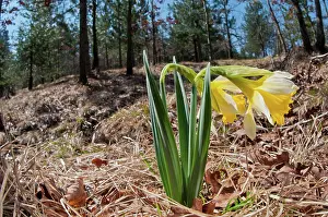 Pseudonarcissus: Wild Daffodil in natural environment