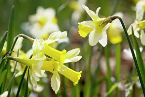 Pseudonarcissus: Wild daffodils