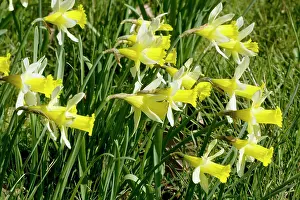 Pseudonarcissus: Wild daffodils