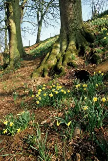 Pseudonarcissus: Wild Daffodils