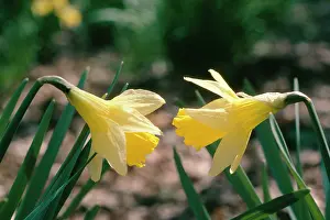 Pseudonarcissus: WILD DAFFODILS - in ancient woodland