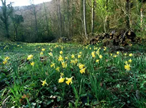 Cleared: Wild DAFFODILS - in cleared area
