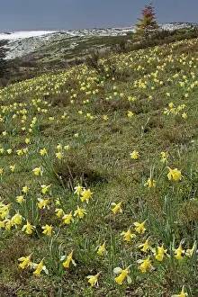 Pseudonarcissus: Wild Daffodils flowering as the snow melts in spring