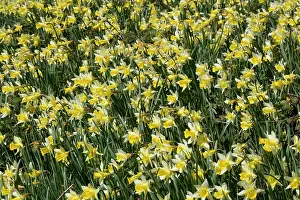 Quantity: Wild daffodils - in huge quantity in old fields