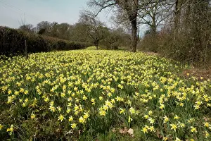 Quantity: Wild daffodils in huge quantity in old fields near