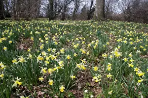 Quantity: Wild daffodils - in huge quantity in old woods