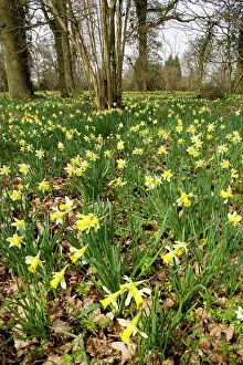 Quantity: Wild daffodils - in huge quantity in old woods