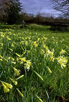 Churchyard: Wild Daffodils - in old churchyard