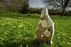 Churchyard: Wild Daffodils - in old churchyard - with lichen-covered