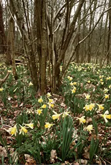Coppice: WILD DAFFODILS - In Old Coppice
