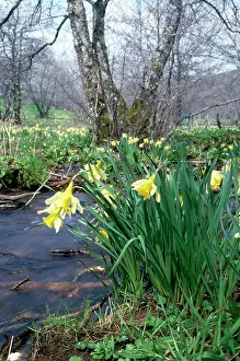 Pseudonarcissus: Wild Daffodils - overlooking stream