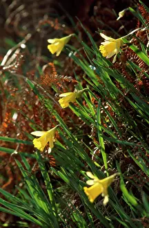 Pseudonarcissus: WILD DAFFODILS - in sunlight