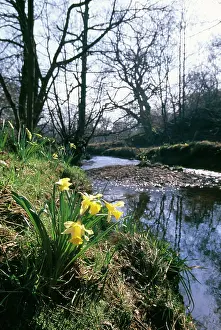Pseudonarcissus: Wild Daffodils - by water