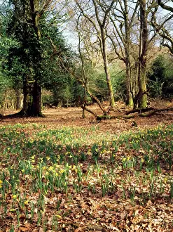 Pseudonarcissus: WILD DAFFOLDILS