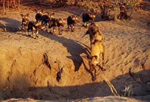Inspects: Wild Dog - alpha female inspects the new den site