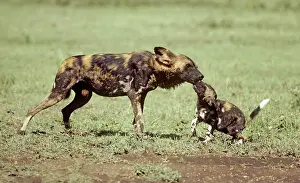 Regurgitate: Wild Dog - with this behaviour the puppy stimulates