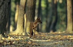Alpinus: Wild Dog / Dhole in the Sal forest