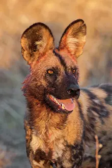 Okavango: Wild dog (Lycaon pictus), animal portrait, bloody