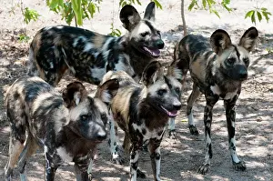 Lycaon: Wild Dog (Lycaon pictus), Captive, Hoedspruit