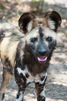 Pictus: Wild Dog (Lycaon pictus), Captive, Hoedspruit