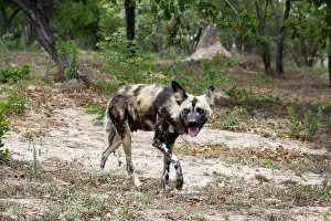 Pictus: Wild Dog (Lycaon pictus), Captive, Hoedspruit