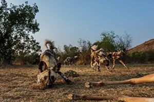 Lycaon: Wild Dog (Lycaon pictus) feeding on an Impala {Aepyceros