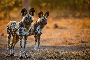 Tourisms: Wild Dog (Lycaon pictus). Northern Tuli Game Reserve