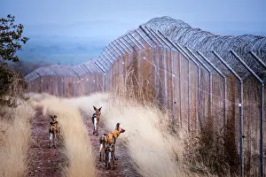 Barriers: Wild Dog (Lycaon pictus). Venetia. Limpopo Province